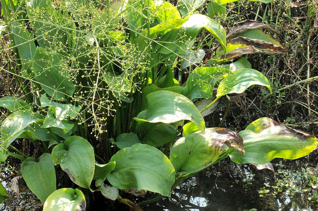 Alisma plantago-aquatica / Mestolaccia